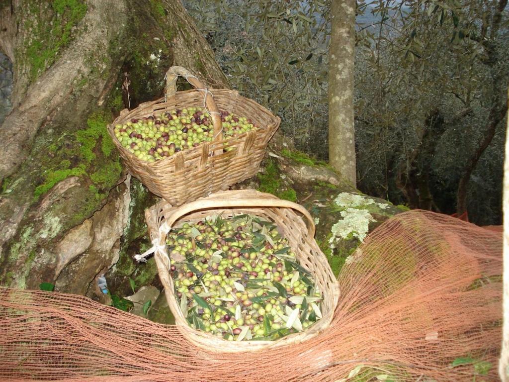 Agriturismo A Veggia Vigna Villa Garlenda Eksteriør billede