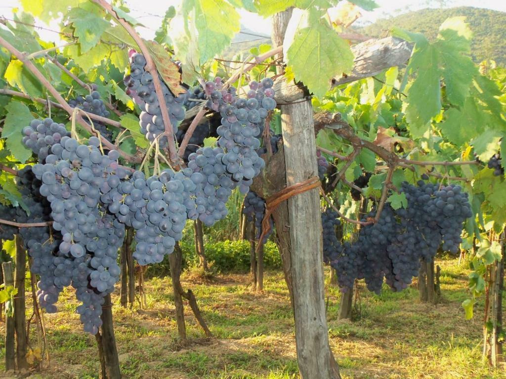 Agriturismo A Veggia Vigna Villa Garlenda Eksteriør billede